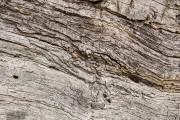 Old wood texture, Natural wood surface, ideal for backgrounds