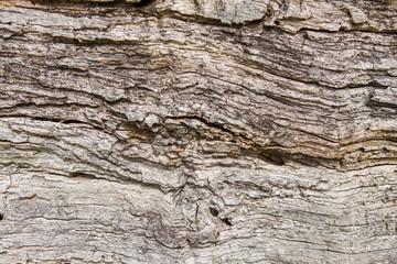Old wood texture, Natural wood surface, ideal for backgrounds