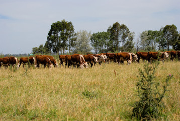 Herd of oows on a field in Argentina