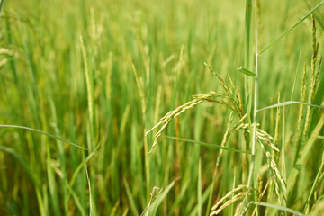 Yellow green rice field, close up