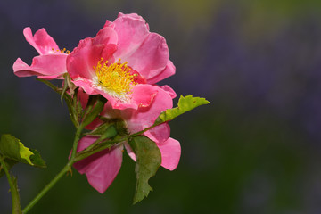 Kletterrose