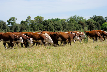 Naklejka na ściany i meble Herd of oows on a field in Argentina
