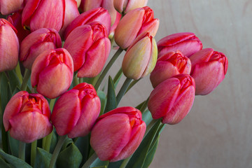 Fototapeta premium beautiful blossoming red tender tulips