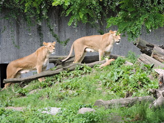 Fototapeta premium Lions in Copenhagen Zoo
