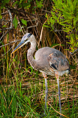 Fototapeta premium Blue heron in Everglades