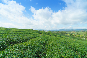 Fototapeta na wymiar Green tea leaves in a tea plantation in morning