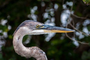 Side view of Blue heron's head