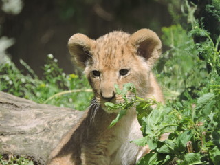 Baby Lion in Copenhagen Zoo