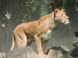 Obraz premium Lion in Copenhagen Zoo