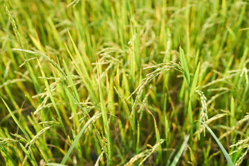 Obraz na płótnie Canvas Yellow green rice field, close up