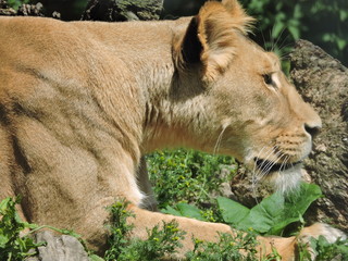 Lion in Copenhagen Zoo