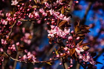 Blossoming branches of the paradise apple tree