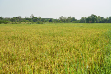 Gold rice field with hut