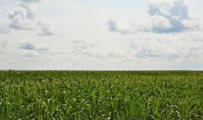 Fototapeta na wymiar Corn field to horizon