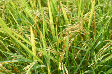 Yellow green rice field, close up