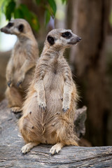 Close up of couple meerkats standing during on guard for family; Suricata suricatta or suricate is a small carnivoran
