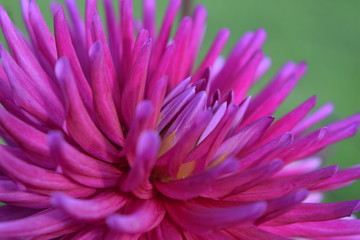 close up flower dahlias
