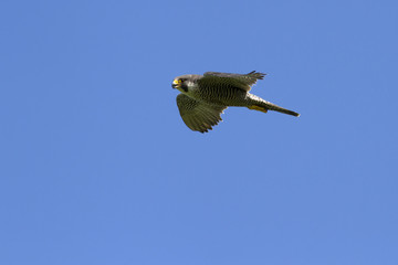 female of PEREGRINE FALCON flying over the cliffs where the nest is located with the chicks