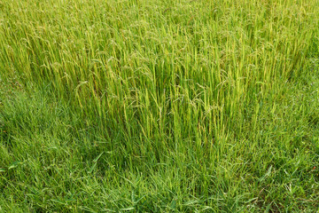 Yellow green rice field