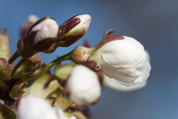 Cherry Tree Flower Buds