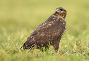 Common buzzard (Buteo buteo)