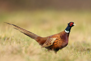 Ringneck Pheasant (Phasianus colchicus)