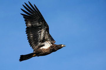 Juvenile Bald Eagle - Flight