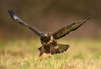 Common buzzard (Buteo buteo)