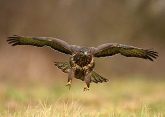 Common buzzard (Buteo buteo)