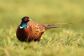 Ringneck Pheasant (Phasianus colchicus)