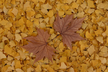 opposite plane leaves on the background of yellow leaves
