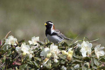 male LAPLAND BUNTING that sits on a flowering Labrador tea bush in the summer tundra