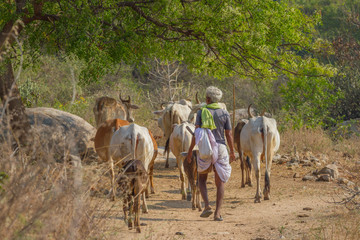 The shepherd grazes cows in the steppe region. Indian people in traditional clothes. Hampi, Karnataka, India.