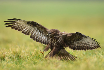 Common buzzard (Buteo buteo)