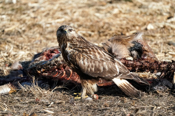 Fototapeta premium Hawk Eating Deer