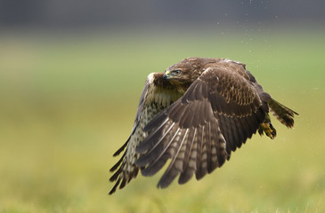 Common buzzard (Buteo buteo)