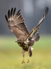 Common buzzard (Buteo buteo)