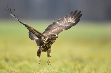 Common buzzard (Buteo buteo)