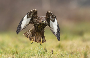 Common buzzard (Buteo buteo)