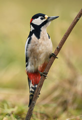 Great Spotted Woodpecker (Dendrocopos major)