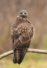 Common buzzard (Buteo buteo)