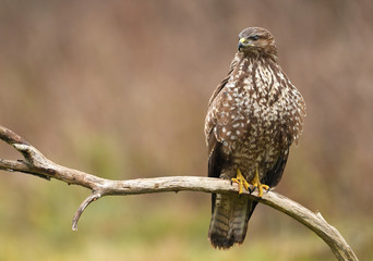 Common buzzard (Buteo buteo)