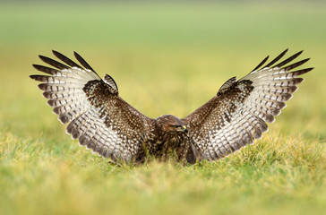 Common buzzard (Buteo buteo)