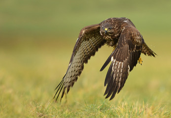 Common buzzard (Buteo buteo)