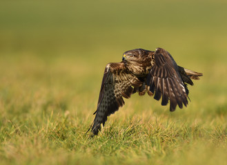 Common buzzard (Buteo buteo)