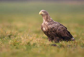 White tailed eagle (Haliaeetus albicilla)