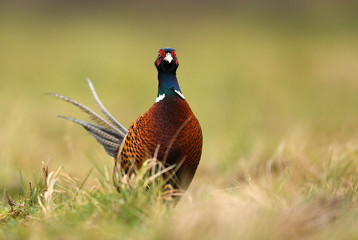 Ringneck Pheasant (Phasianus colchicus)