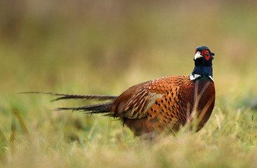 Ringneck Pheasant (Phasianus colchicus)