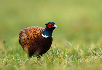 Ringneck Pheasant (Phasianus colchicus)