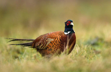 Ringneck Pheasant (Phasianus colchicus)